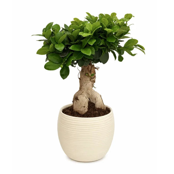 Bonsái ficus ginseng en maceta Sally D.17 H.40 cm