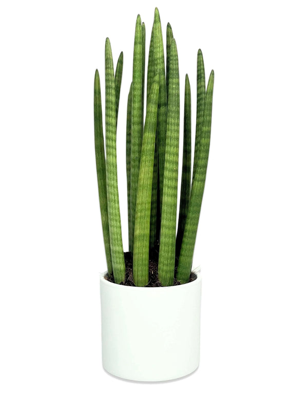 Sansevieria Cylindrica Kerze - Pflanzenhöhe 65 cm