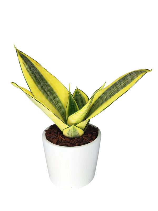 Sansevieria Golden Hahnii Plant Height 15 cm