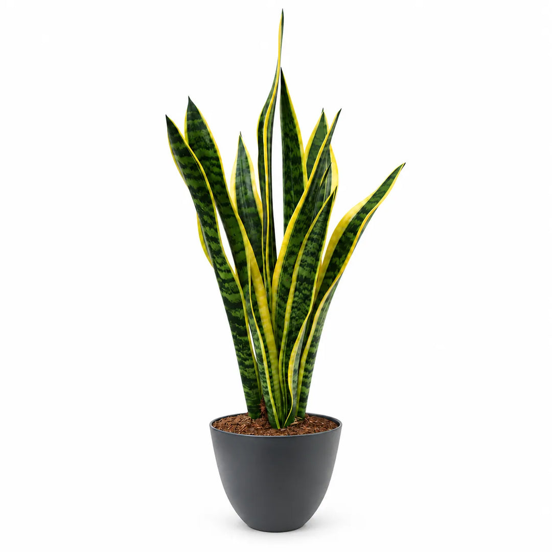 Sansevieria Laurentii alta 60 cm in vaso decorativo antracite, pianta da interno lingua di suocera