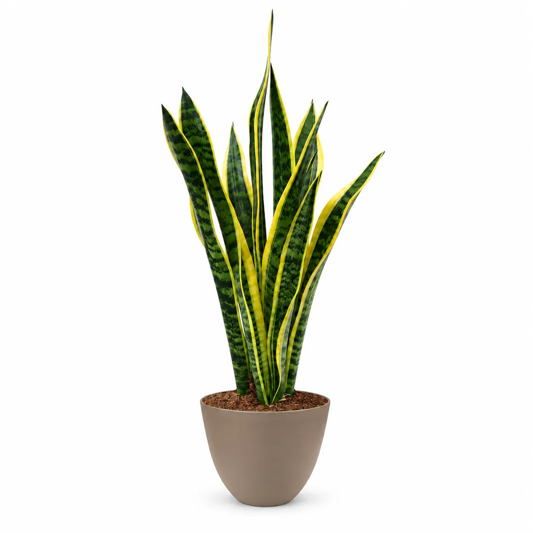 Sansevieria Laurentii alta 60 cm in vaso decorativo tortora, pianta da interno per casa e ufficio
