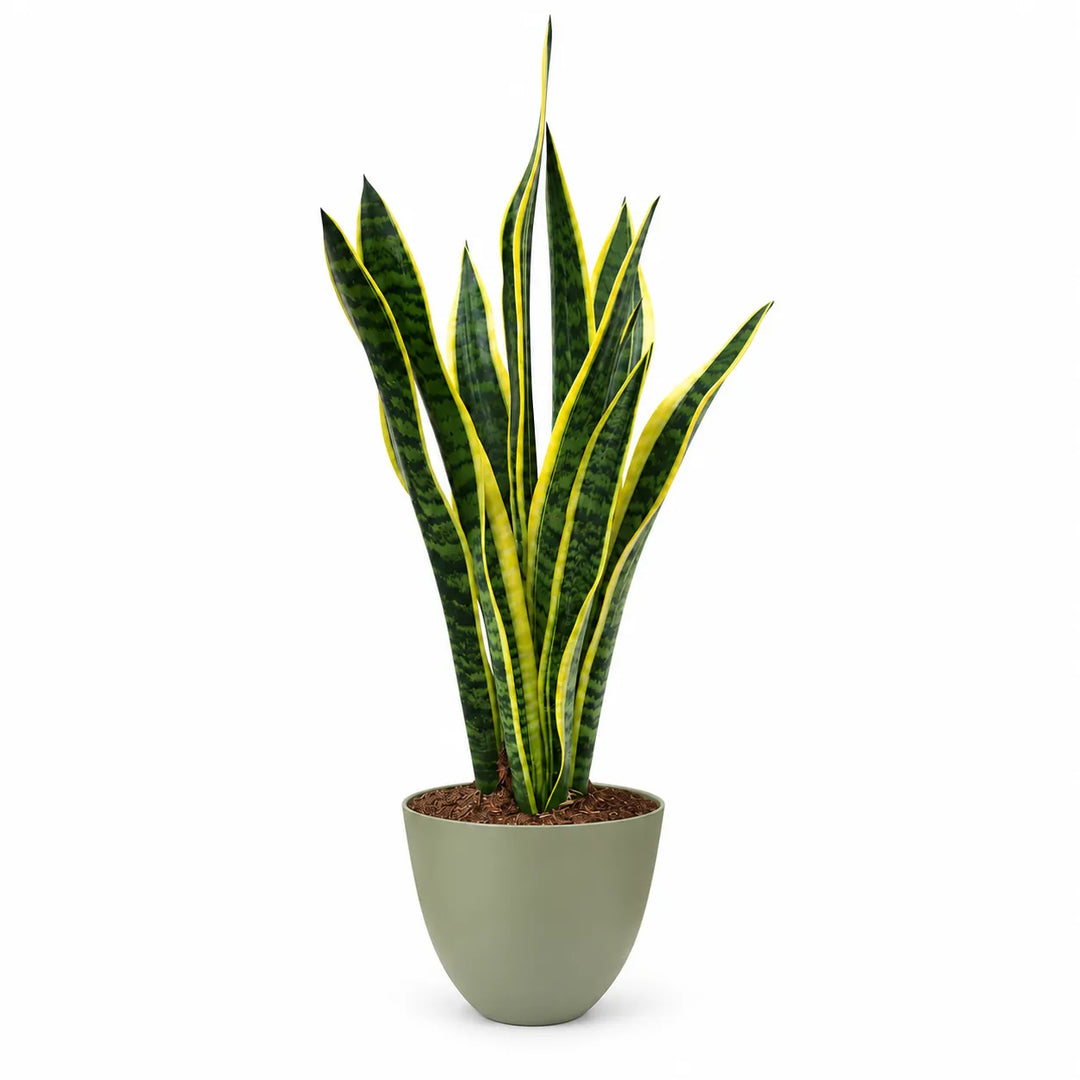 Sansevieria Laurentii alta 60 cm in vaso decorativo verde rosmarino, pianta facile da curare