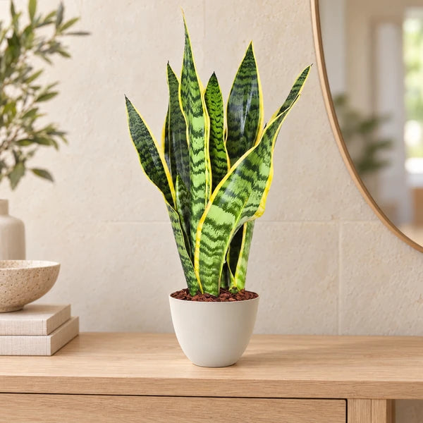 Sansevieria Laurentii con foglie verdi bordate di giallo e coprivaso avorio, ambientata in ingresso.