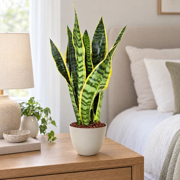 Sansevieria Laurentii con foglie verdi bordate di giallo e coprivaso avorio, ambientata in camera da letto.