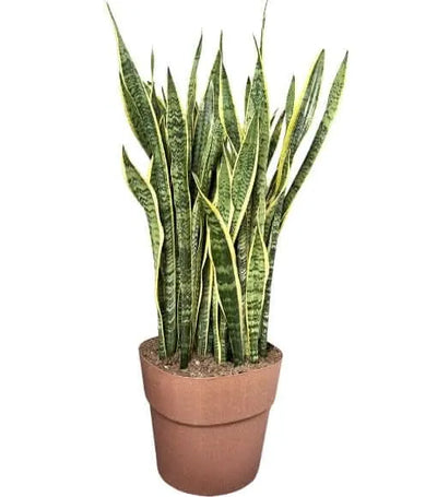 Sansevieria Laurentii - Pianta Alta 130 cm