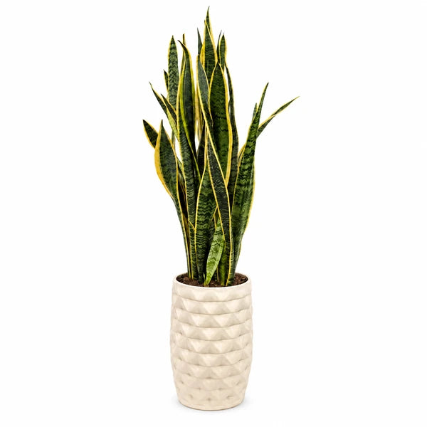 Sansevieria Laurentii con foglie verdi bordate di giallo in vaso alto Rua in ceramica avorio, su sfondo neutro.