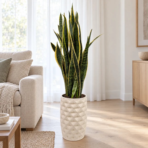 Sansevieria Laurentii in vaso alto Rua in ceramica avorio, accanto a un divano in un soggiorno luminoso.