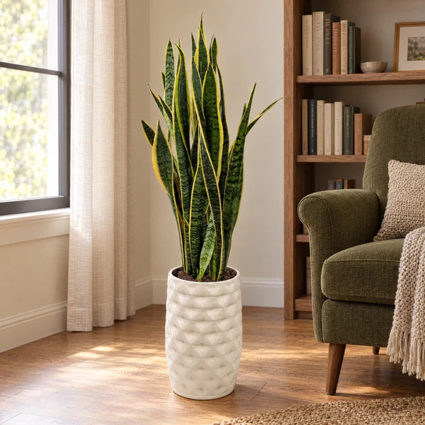 Sansevieria Laurentii in vaso alto Rua in ceramica con rilievi ondulati, accanto a una poltrona in un angolo lettura.