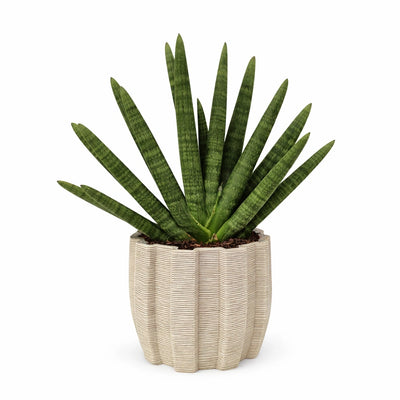Sansevieria swasdi im handgefertigten Keramiktopf Ares L. 23,5 cm