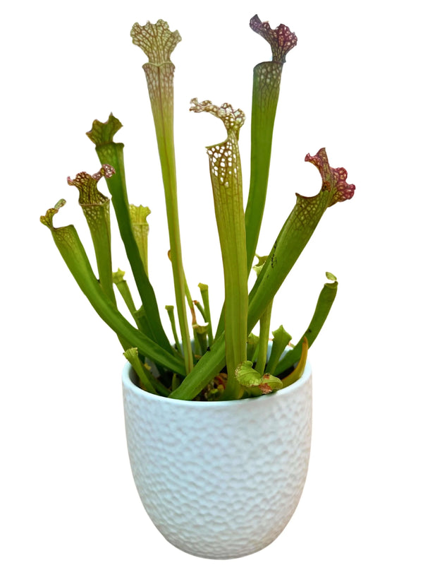 Sarracenia - Planta Carnívora D.13 H.20 cm