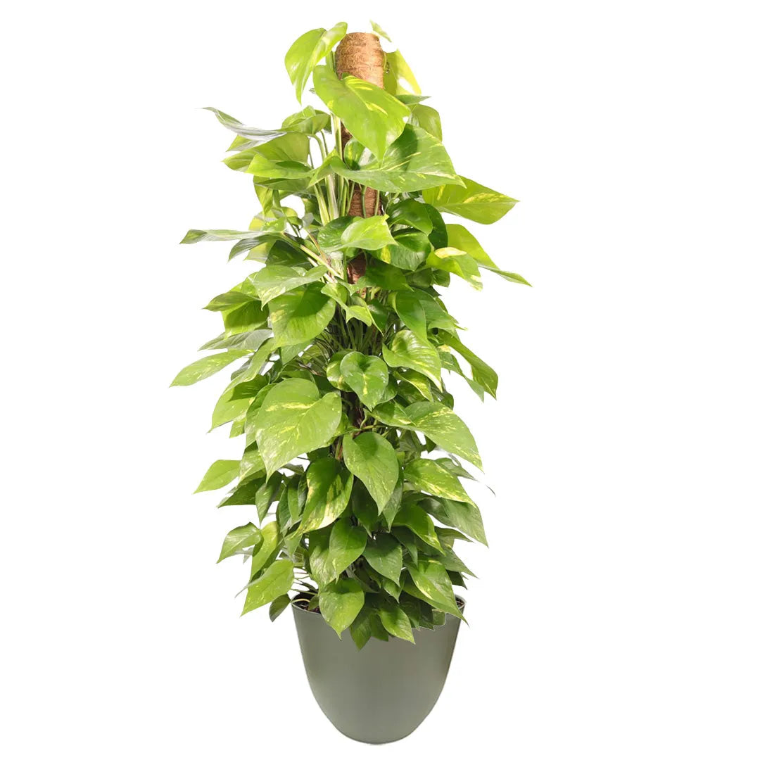 Pothos Aurea rampicante - pianta con foglie larghe e variegate su tutore in fibra di cocco