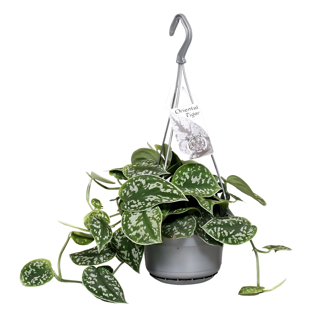 Scindapsus Pictus Argyraeus online - pianta ricadente in vaso sospeso con foglie argentate