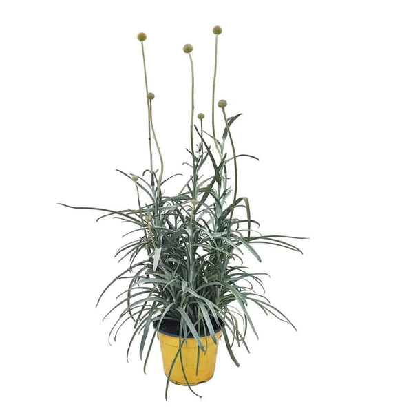 Lot de 3 plantes Craspedia