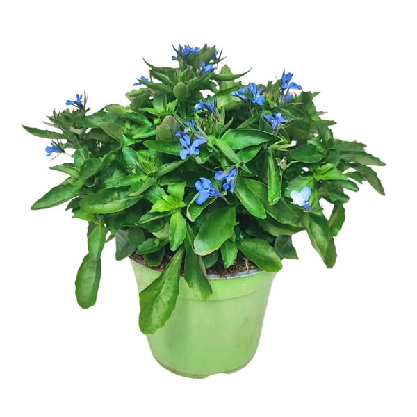 Set Lobelienpflanzen D. 14 cm H. 20 cm