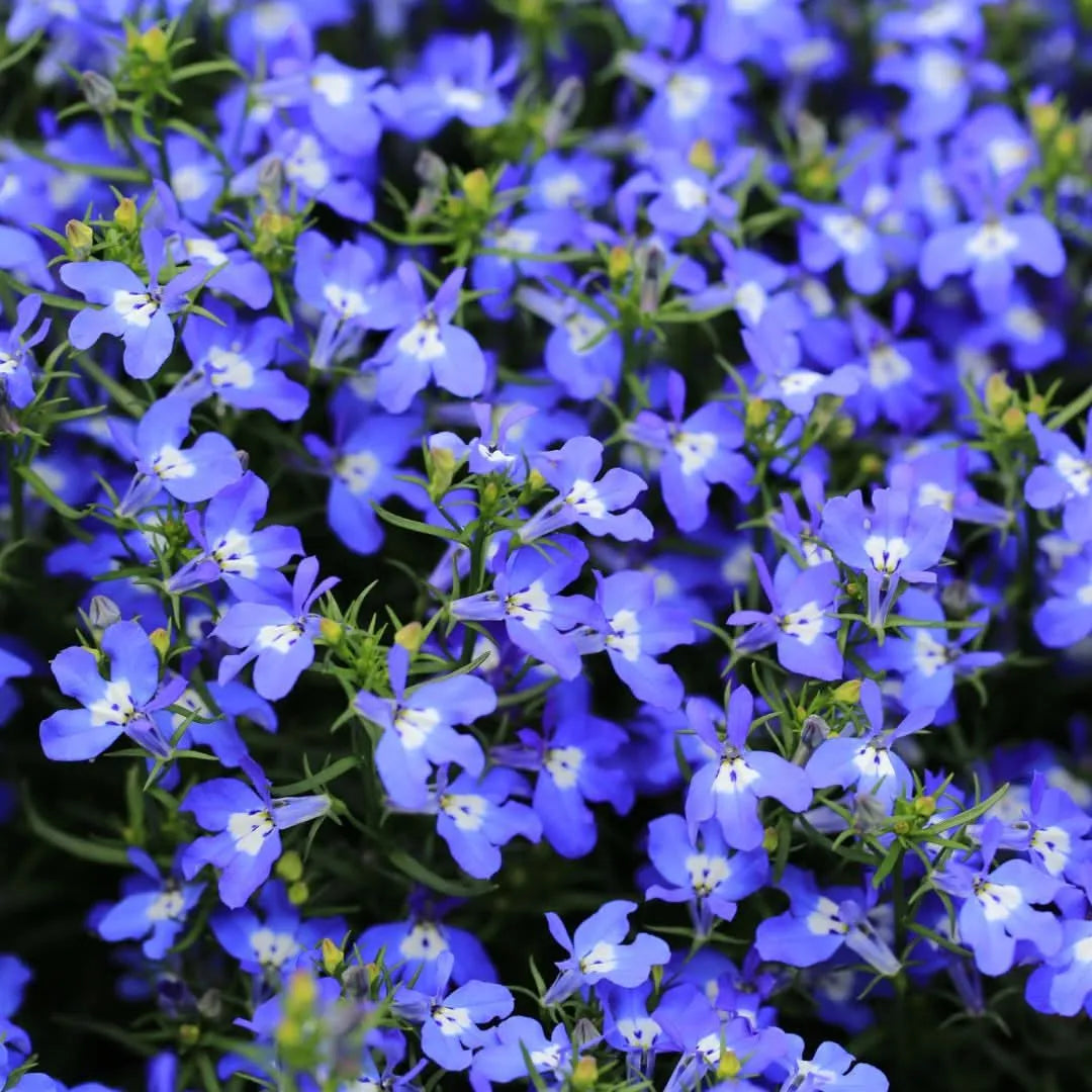 Set piante Lobelia - Primo piano della fioritura blu intensa della Lobelia in pieno sviluppo