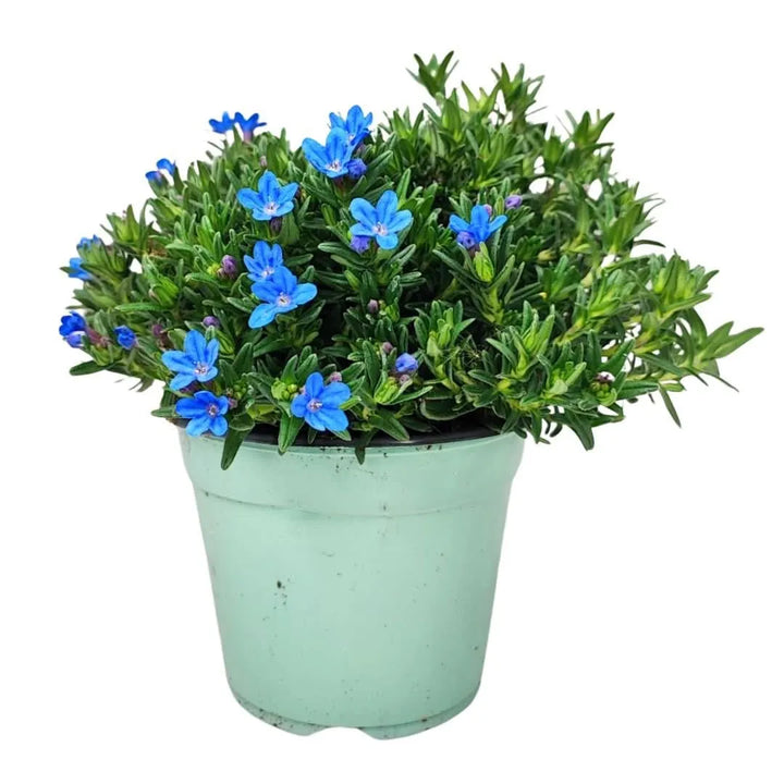 Lithodora - pianta singola in vaso con fiori blu intensi per il giardino