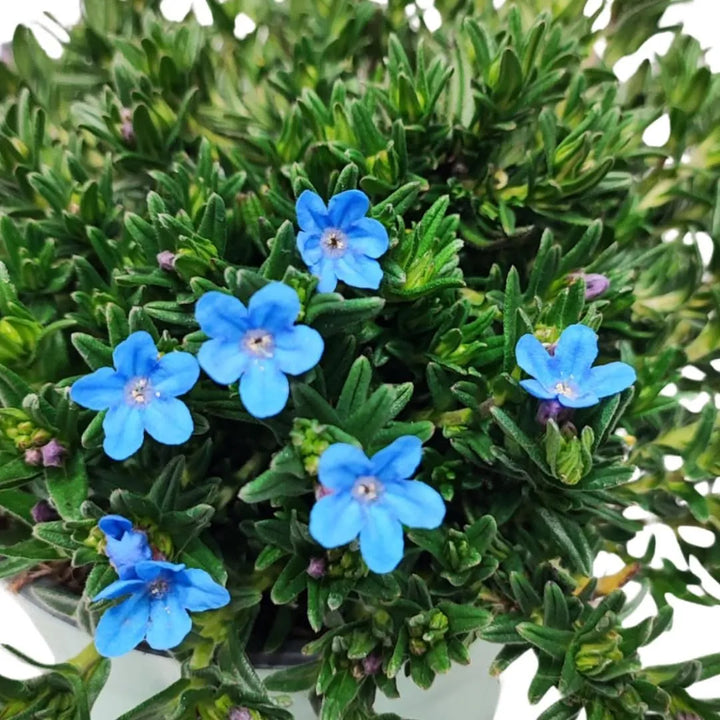 Lithodora - dettaglio ravvicinato di fiori blu e foglie verdi compatte