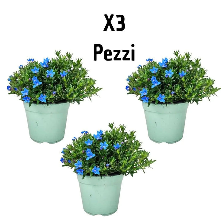 Lithodora - tre piante in vaso verde chiaro ideali per aiuole fiorite