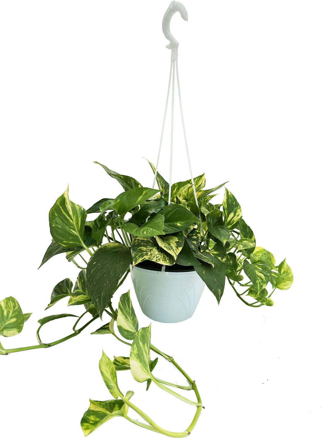 Pothos Scindapsus Aureus pianta pendente da interno in vaso basket sospeso, foglie variegate verde e oro