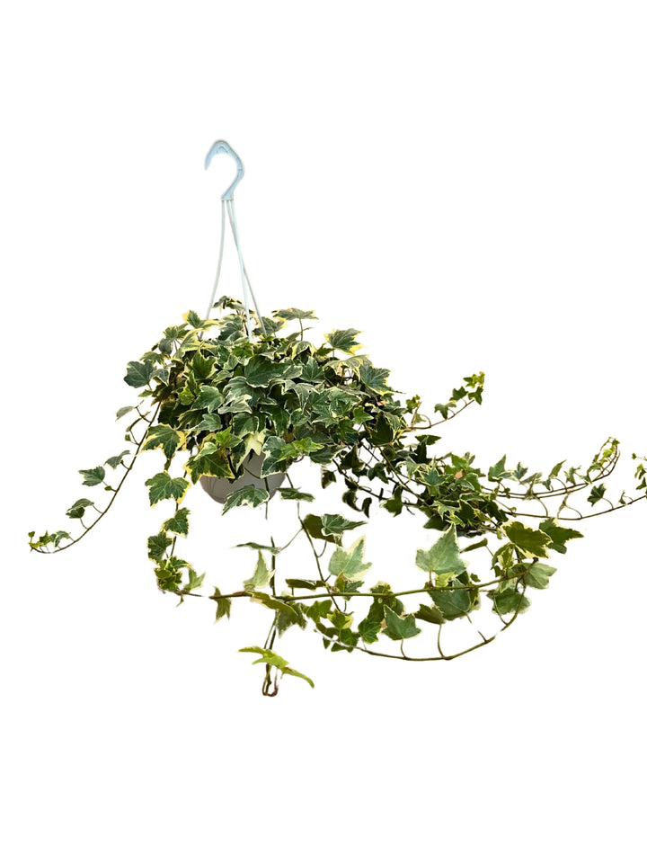 Hedera Variegata pianta pendente da interno in vaso basket con foglie verdi e crema