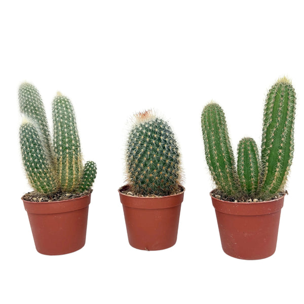 Set of 3 Succulents D. 6.5 cm