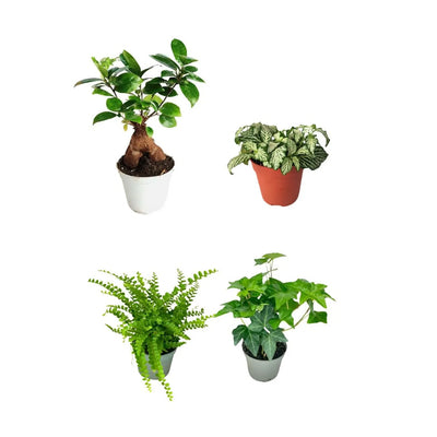 Set de 4 plantitas con bonsái de ficus ginseng