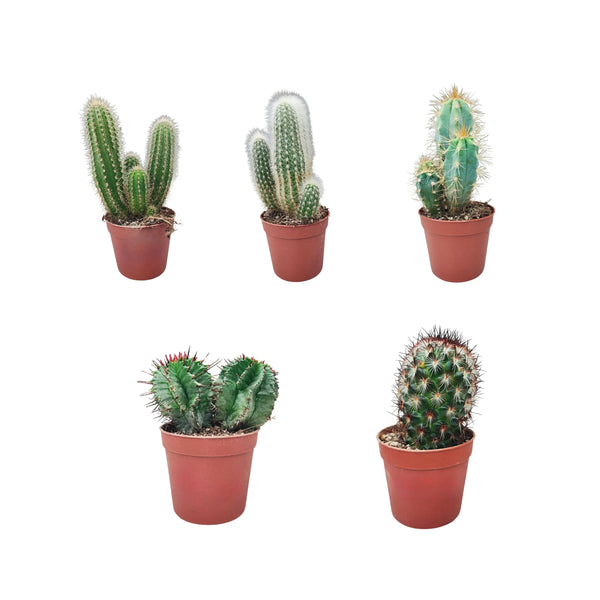 Set mit 5 Sukkulenten, Durchmesser 6,5 cm