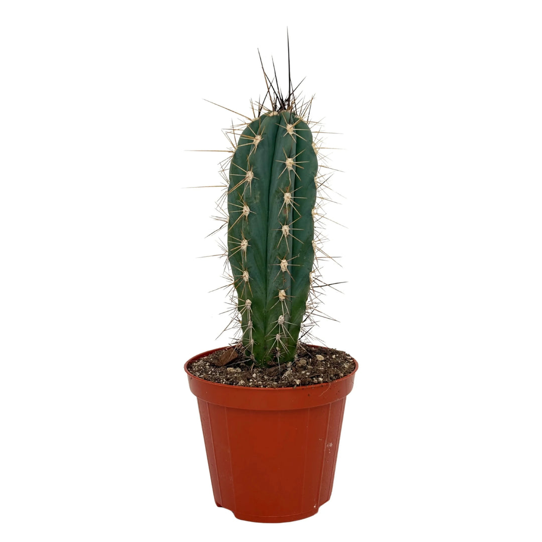 Cactus singolo allungato con spine distanziate

