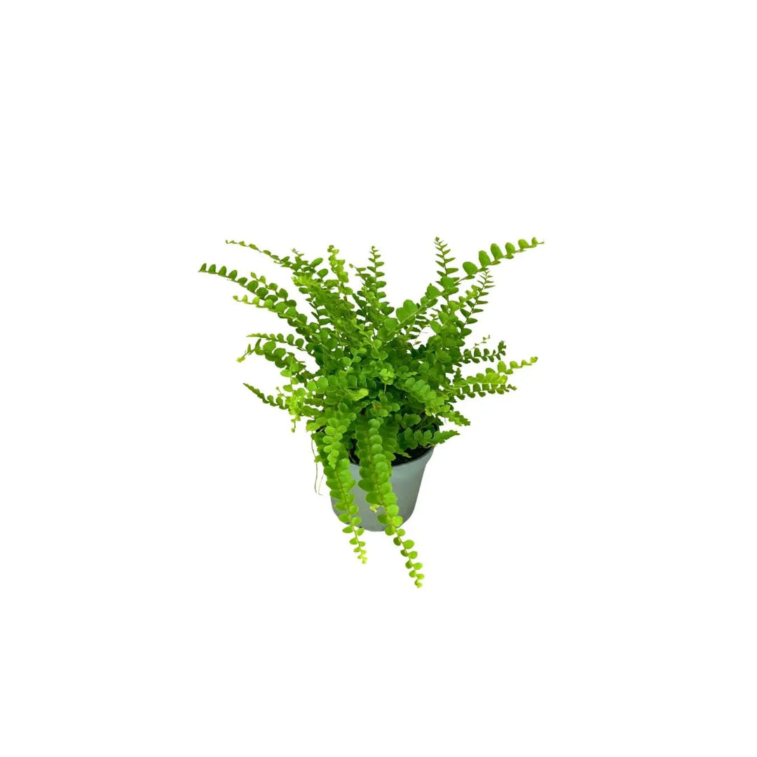 Felce verde compatta per terrarium - pianta da interno ideale per ecosistemi in vetro