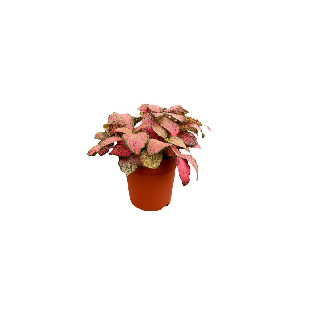 Fittonia rossa per terrarium - pianta colorata ideale per composizioni verdi decorative
