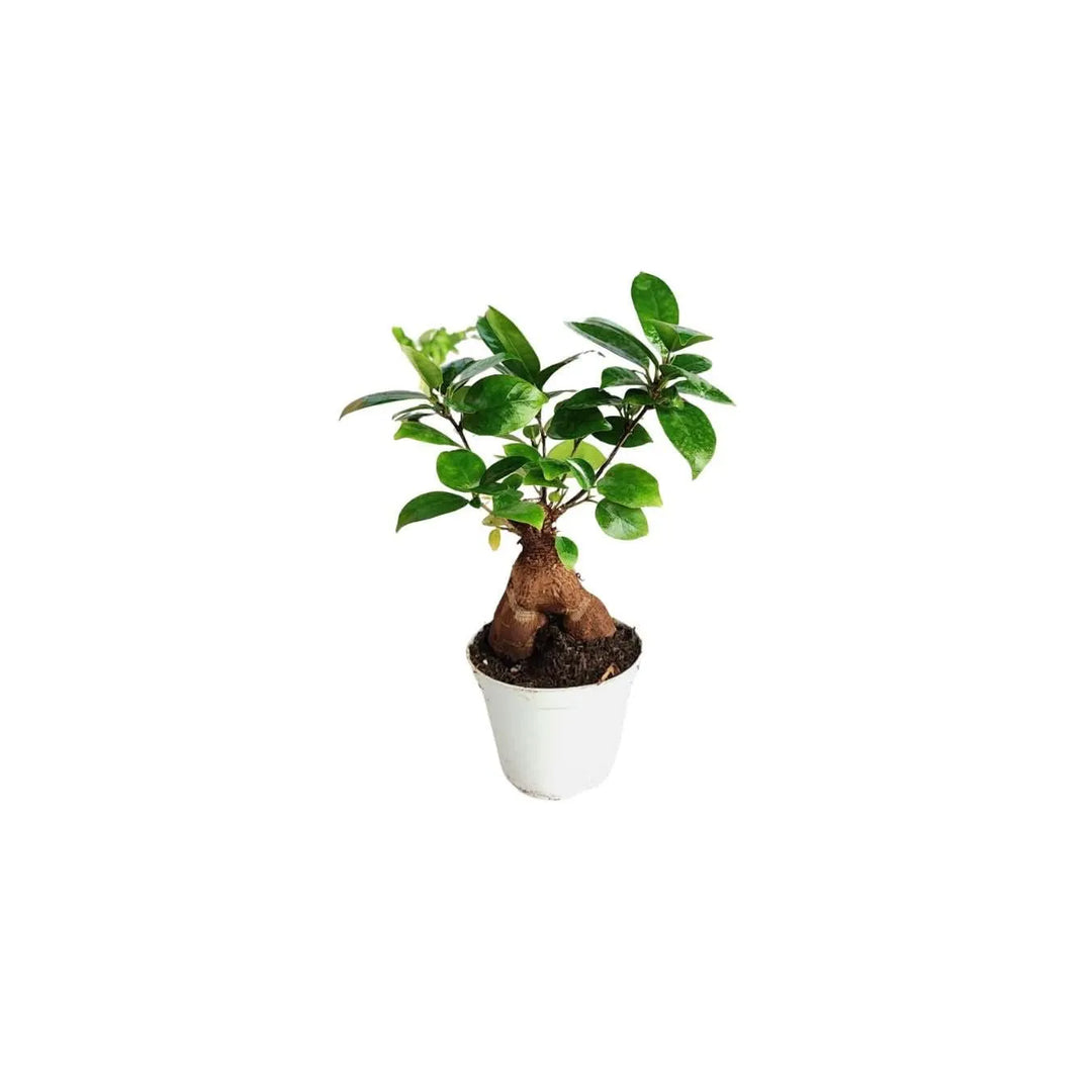 Bonsai Ficus Ginseng in vaso bianco