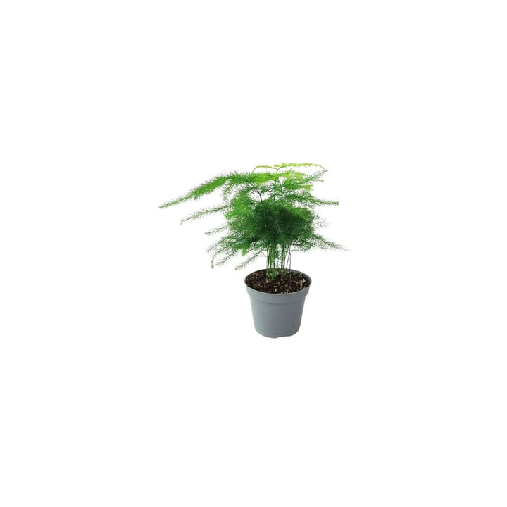 Asparagus plumosus in vaso – Pianta decorativa da interno ideale per terrarium e composizioni verdi fai-da-te