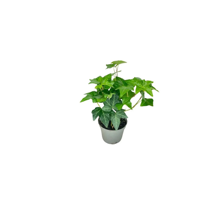 Pianta edera rampicante in vaso – Ideale per terrarium da interno, decorazioni verdi e composizioni fai-da-te