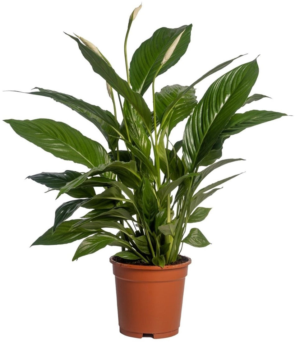 Spathiphyllum Vivaldi, giglio della pace, in vaso da 19 cm alto 75 cm su sfondo bianco