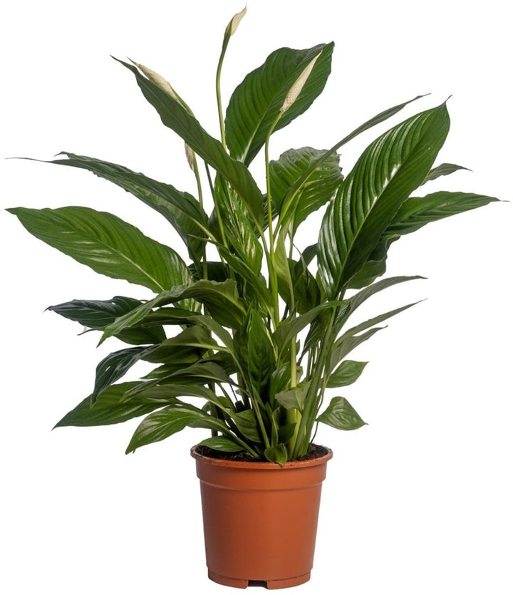 Spathiphyllum Vivaldi, giglio della pace, in vaso da 19 cm alto 75 cm su sfondo bianco