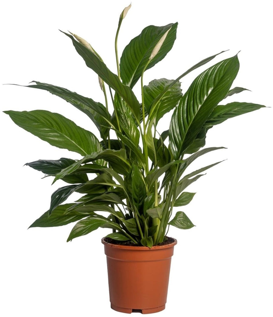 Spathiphyllum Vivaldi, giglio della pace, in vaso da 19 cm alto 75 cm su sfondo bianco