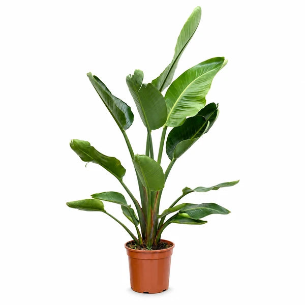 Strelitzia nicolai H. 170 cm con grandi foglie verdi e vaso di coltivazione da 24 cm, su sfondo bianco.