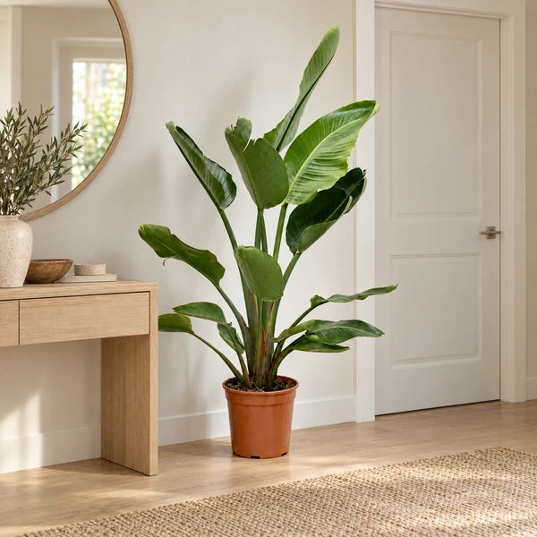 Strelitzia nicolai H. 170 cm con vaso di coltivazione da 24 cm, ambientata a pavimento in un ingresso luminoso.