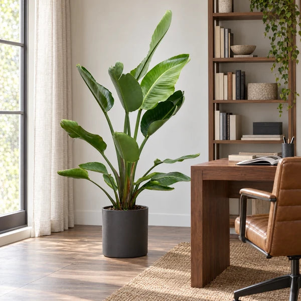 Strelitzia nicolai H. 170 cm in uno studio, con coprivaso decorativo antracite di ambientazione non incluso.