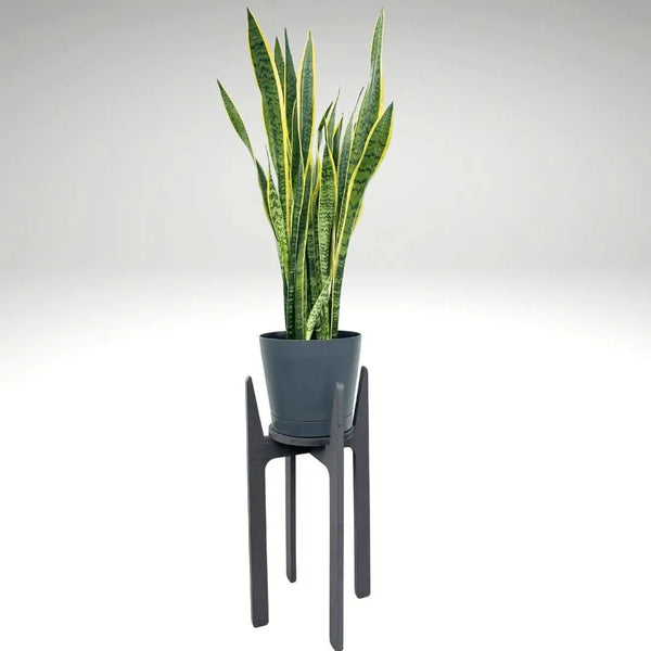 Supporto elegante Nero per Piante H.70