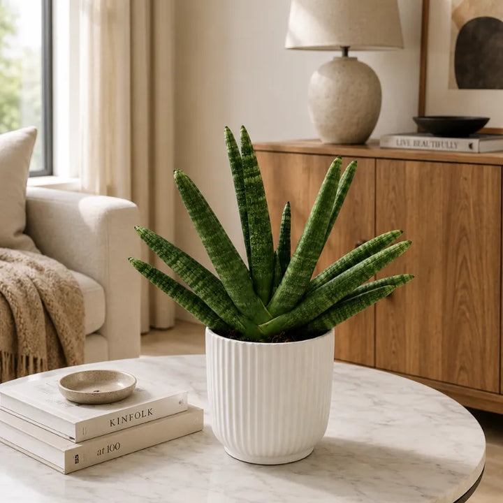 Sansevieria swasdii in vaso Pitti  D.15 H.40 cm