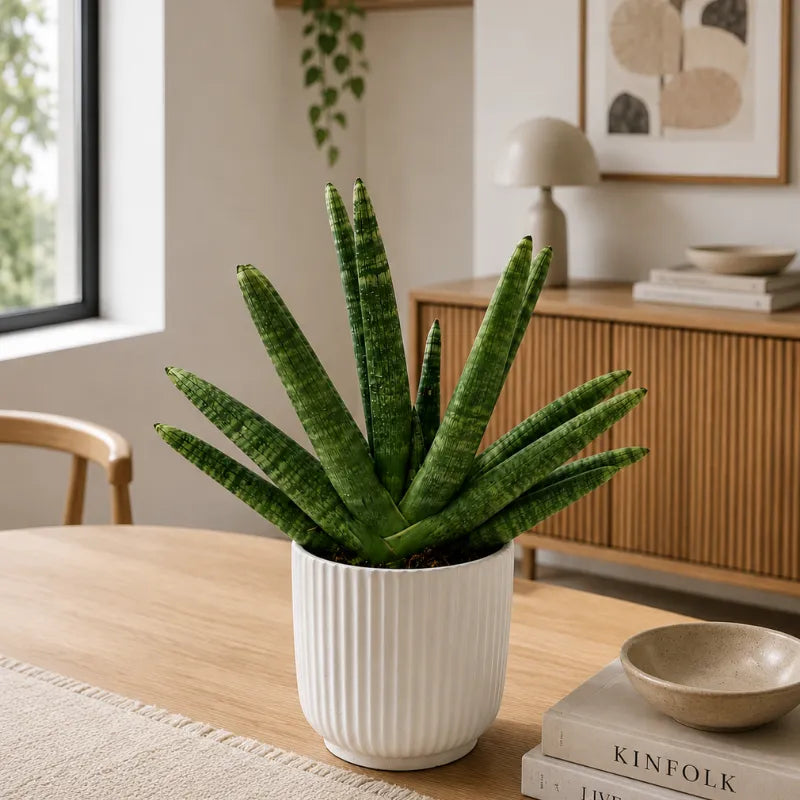 Sansevieria swasdii in vaso Pitti  D.15 H.40 cm