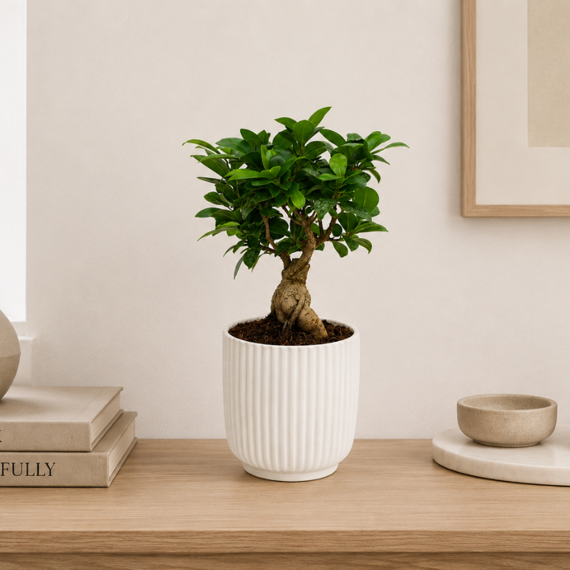 Bonsai Ficus Ginseng in Pitti Pot D.12 H.30 cm