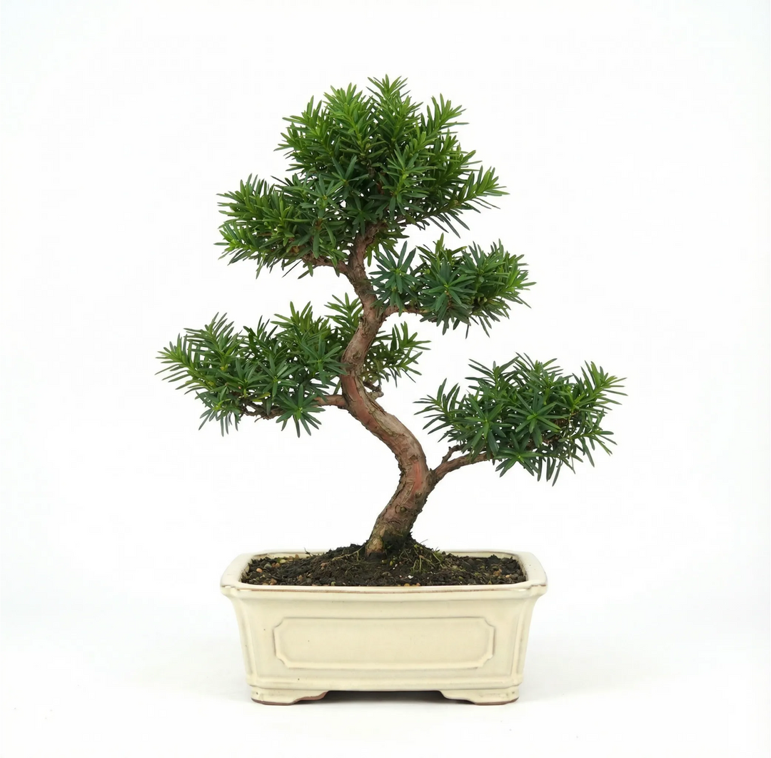 Bonsai Taxus media 9 Jahre - Premium Kollektion