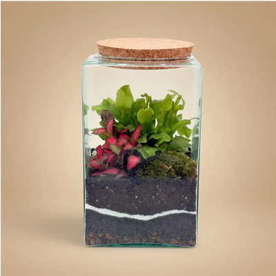 TERRARIUM MUSAE 12X20