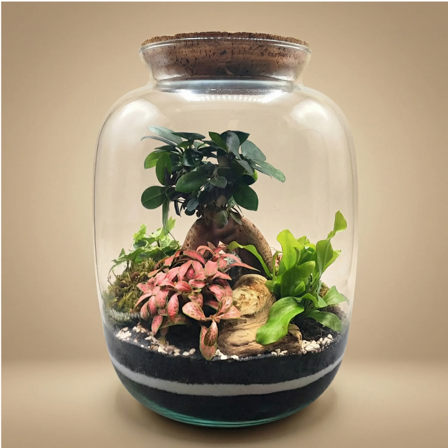 Terrarium anfora vetro 25x32 con bonsai fittonia rosa felce e muschio tappo sughero