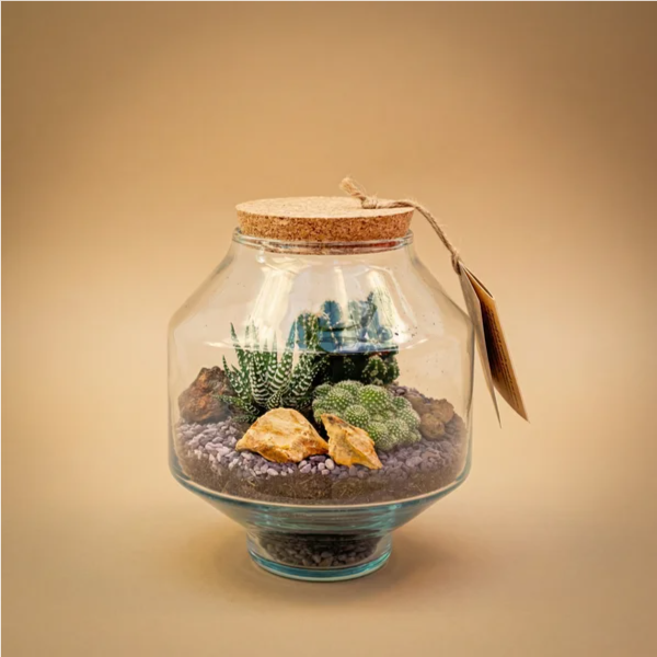 Terrarium Noah con piante grasse