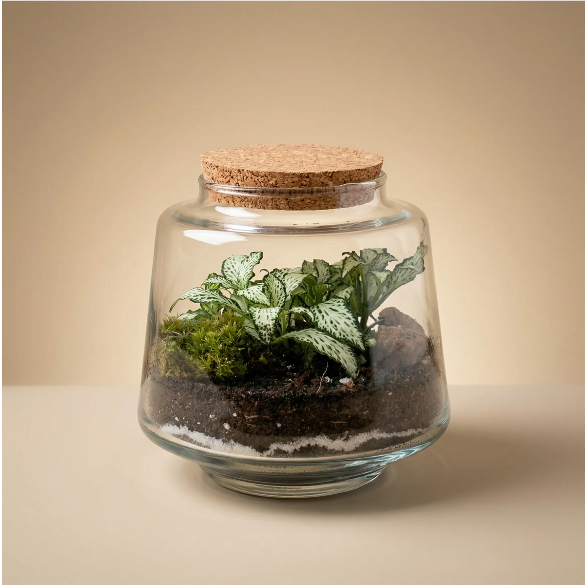 Terrarium Mini Hortus con Fittonia bianca e muschio, contenitore in vetro con tappo sughero Ø12 cm