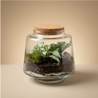 Terrarium Mini Hortus con Fittonia bianca e muschio, contenitore in vetro con tappo sughero Ø12 cm