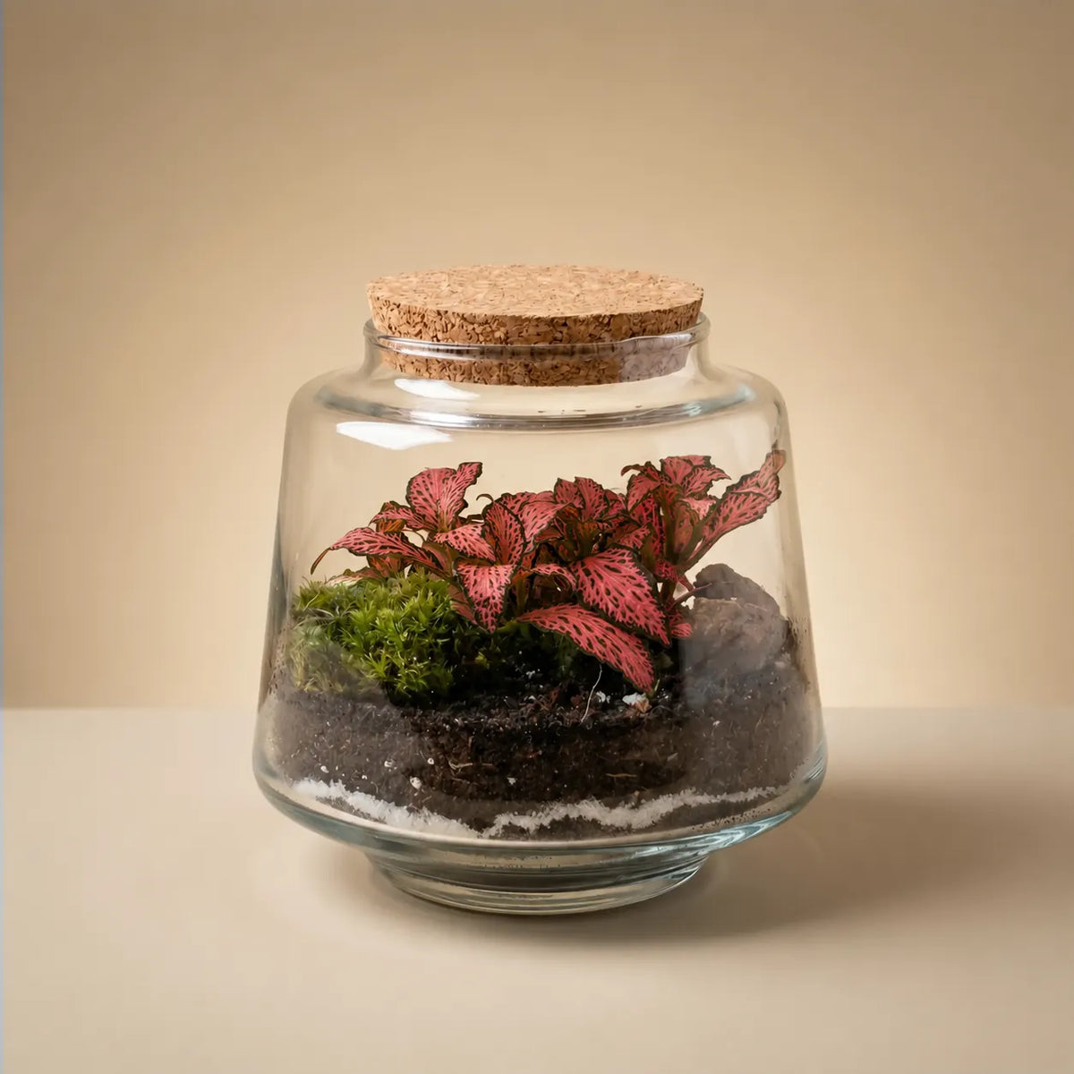 Terrarium Mini Hortus con Fittonia bianca e muschio, contenitore in vetro con tappo sughero Ø12 cm